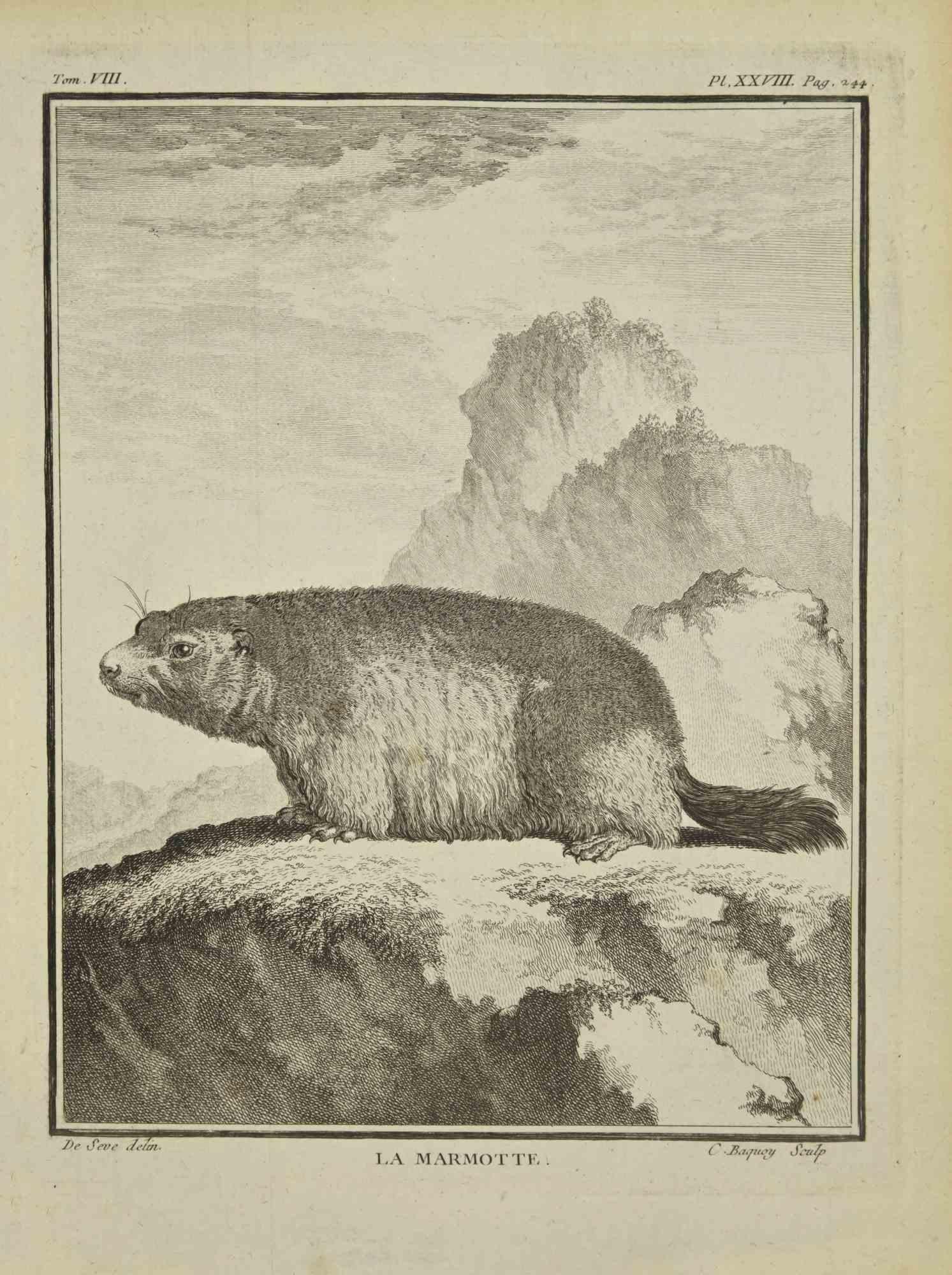 La Marmotte est une gravure réalisée par Jean Charles Baquoy en 1771.

Il appartient à la suite "Histoire Naturelle de Buffon".

La signature de l'Artistics est gravée en bas à droite.

Bonnes conditions.
