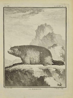 La Marmotte – Radierung von Jean Charles Baquoy – 1771