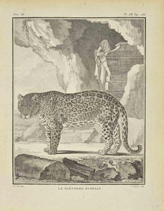 La Panthère - Gravure de Jean Charles Baquoy - 1771