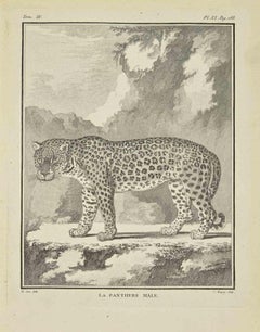 La Panthere  Male – Radierung von Jean Charles Baquoy – 1771