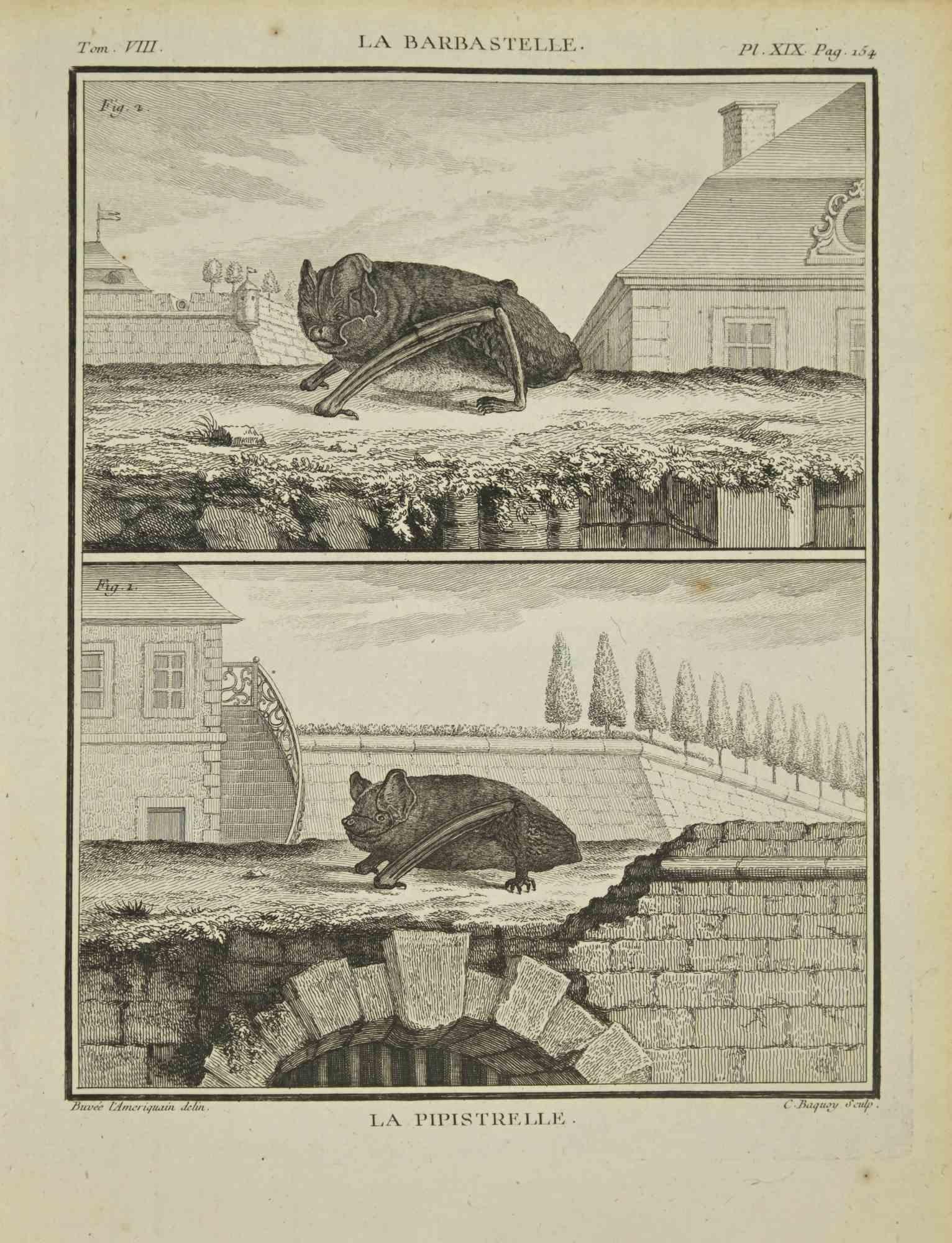 La Pipistrelle ist eine Radierung von Jean Charles Baquoy aus dem Jahr 1771.

Es gehört zu der Reihe "Histoire Naturelle de Buffon".

Die Signatur des Künstlers ist unten rechts eingraviert.

Guter Zustand mit leichten Stockflecken.

