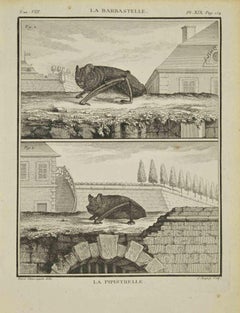 La Pipistrelle - Gravure de Jean Charles Baquoy - 1771