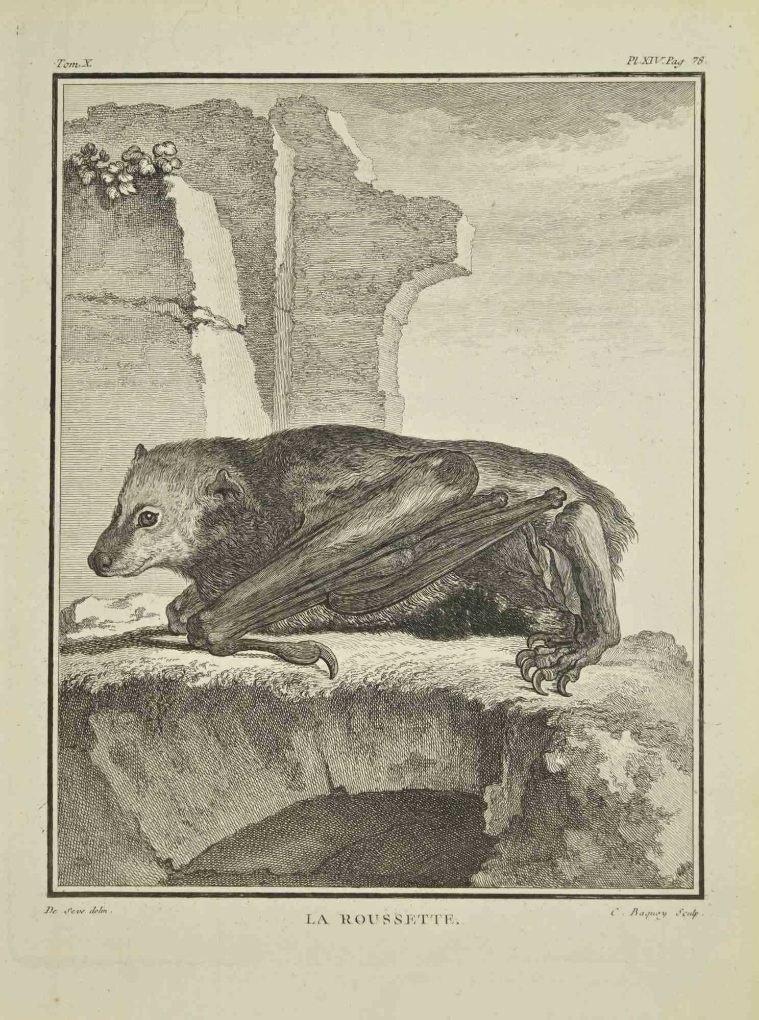 La Roussette is an etching realized by Jean Charles Baquoy in 1771.

It belongs to the suite "Histoire Naturelle de Buffon".

The Artist's signature is engraved lower right.

Good conditions.