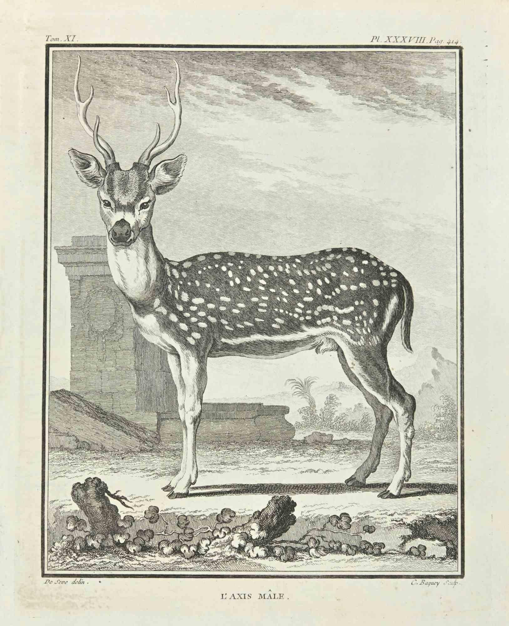 L'Axis Male est une gravure réalisée par Jean Charles Baquoy en 1771.

L'oeuvre appartient à la suite "Histoire naturelle, générale et particulière avec la description du Cabinet du Roi". Paris : Imprimerie Royale, 1749-1771. La signature de