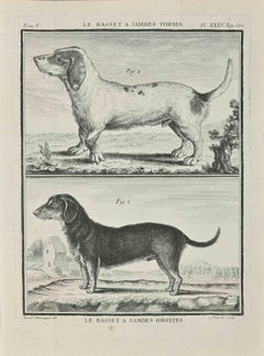 Le Basset A Jambes Droites - Etching by Jean Charles Baquoy - 1771