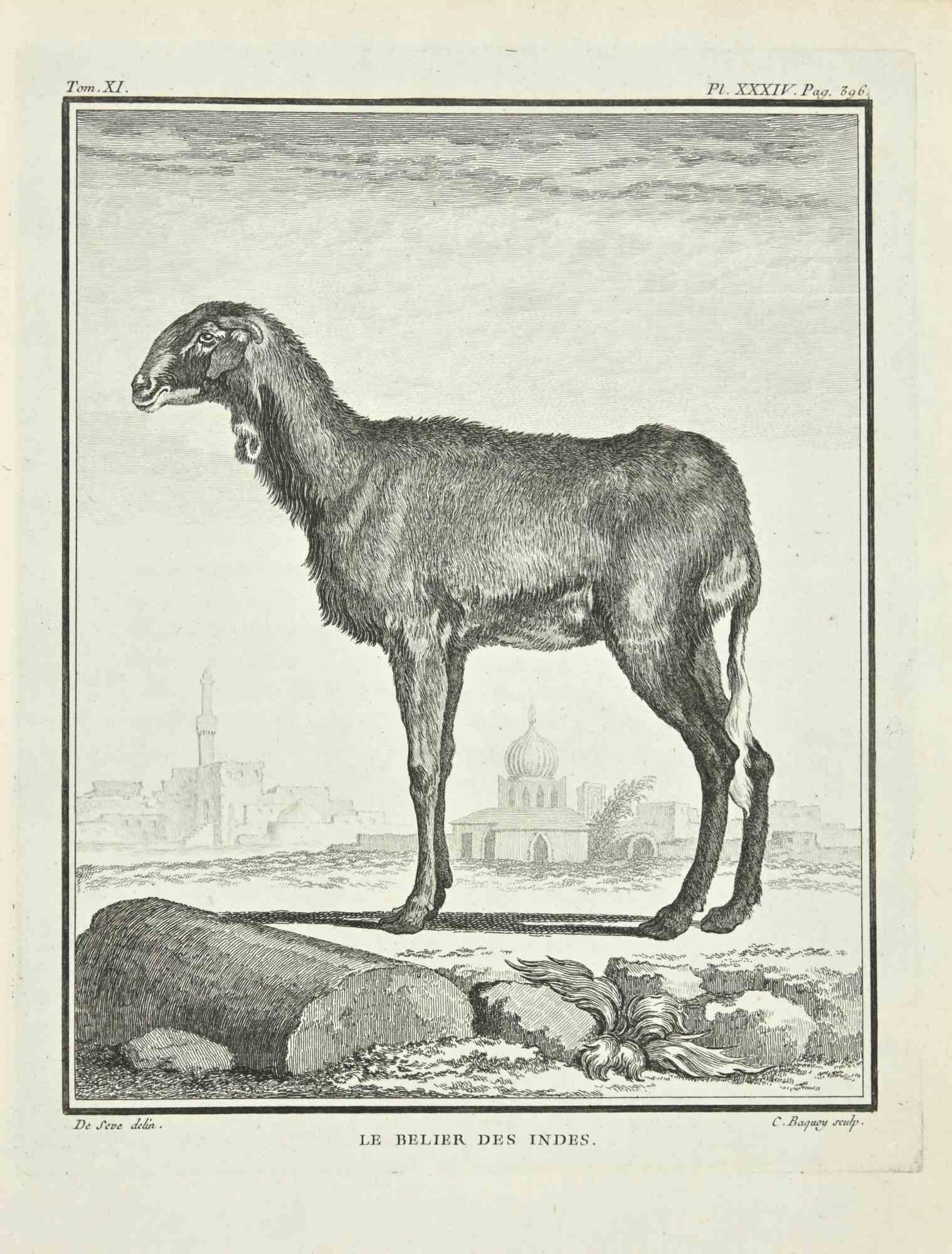 Le Belier is an etching realized by Jean Charles Baquoy in 1771.

It belongs to the suite "Histoire Naturelle de Buffon".

The Artist's signature is engraved lower right.

Good conditions.