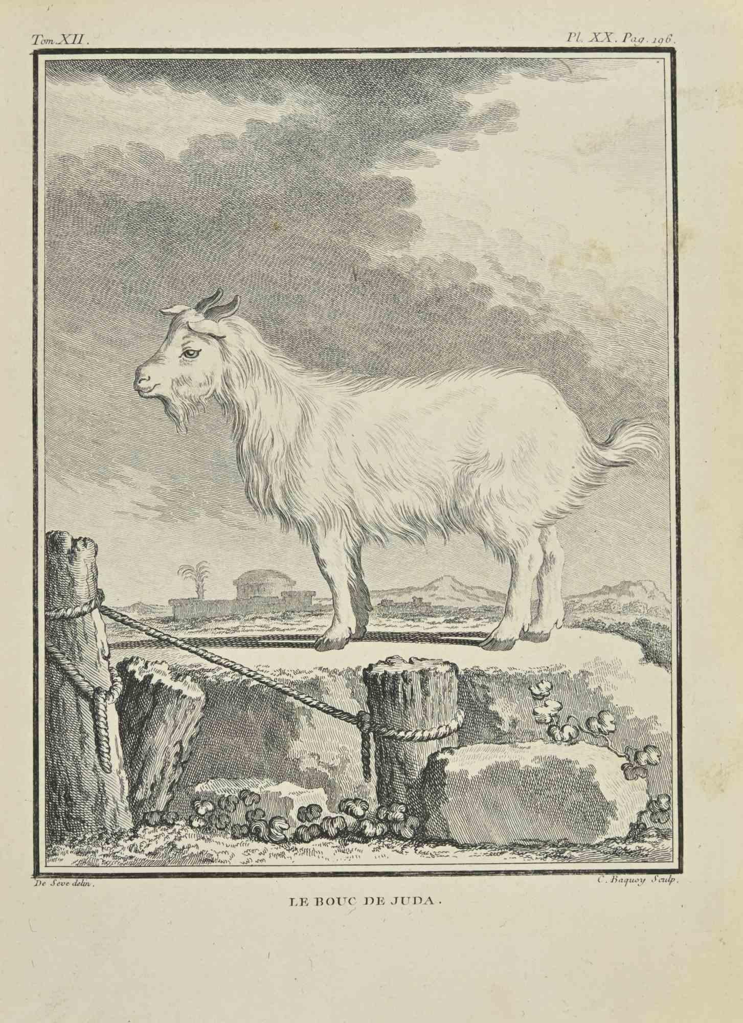 Le Bouc De Juda is an etching realized by Jean Charles Baquoy in 1771.

It belongs to the suite "Histoire Naturelle de Buffon".

The Artist's signature is engraved lower right.

Good conditions.