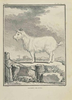 Le Bouc De Juda - Etching by Jean Charles Baquoy - 1771