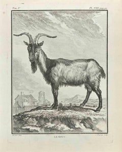 Le Bouc - Etching  by Jean Charles Baquoy - 1771