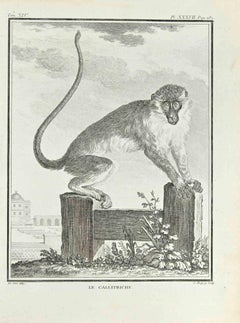 Le Callitriche - Etching by Jean Charles Baquoy - 1771