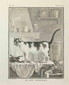 Le Chat d'Espagne - Etching by Jean Charles Baquoy - 1771