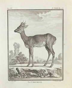Le Chevreuil  - Etching  by Jean Charles Baquoy - 1771