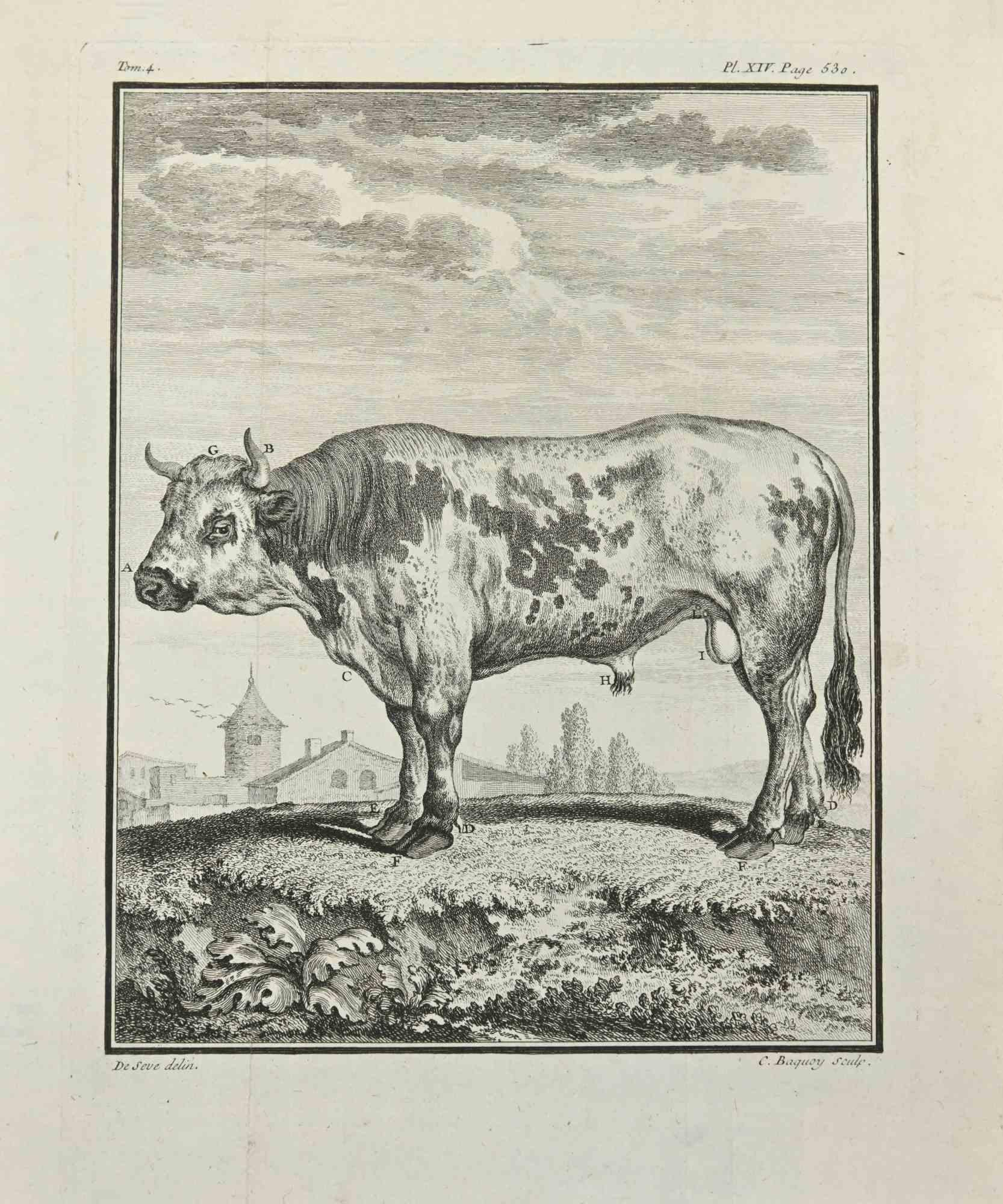 The Cow is an etching realized by Jean Charles Baquoy in 1771.

The artwork Belongs to the suite "Histoire naturelle, générale et particulière avec la description du Cabinet du Roi". Paris: Imprimerie Royale, 1749-1771. The Artist's signature is