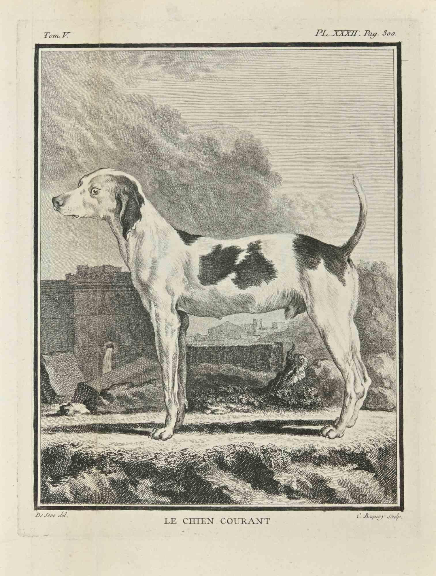 Le Chien Courant is an etching realized by Jean Charles Baquoy in 1771.

The artwork Belongs to the suite "Histoire naturelle, générale et particulière avec la description du Cabinet du Roi". Paris: Imprimerie Royale, 1749-1771. The Artist's