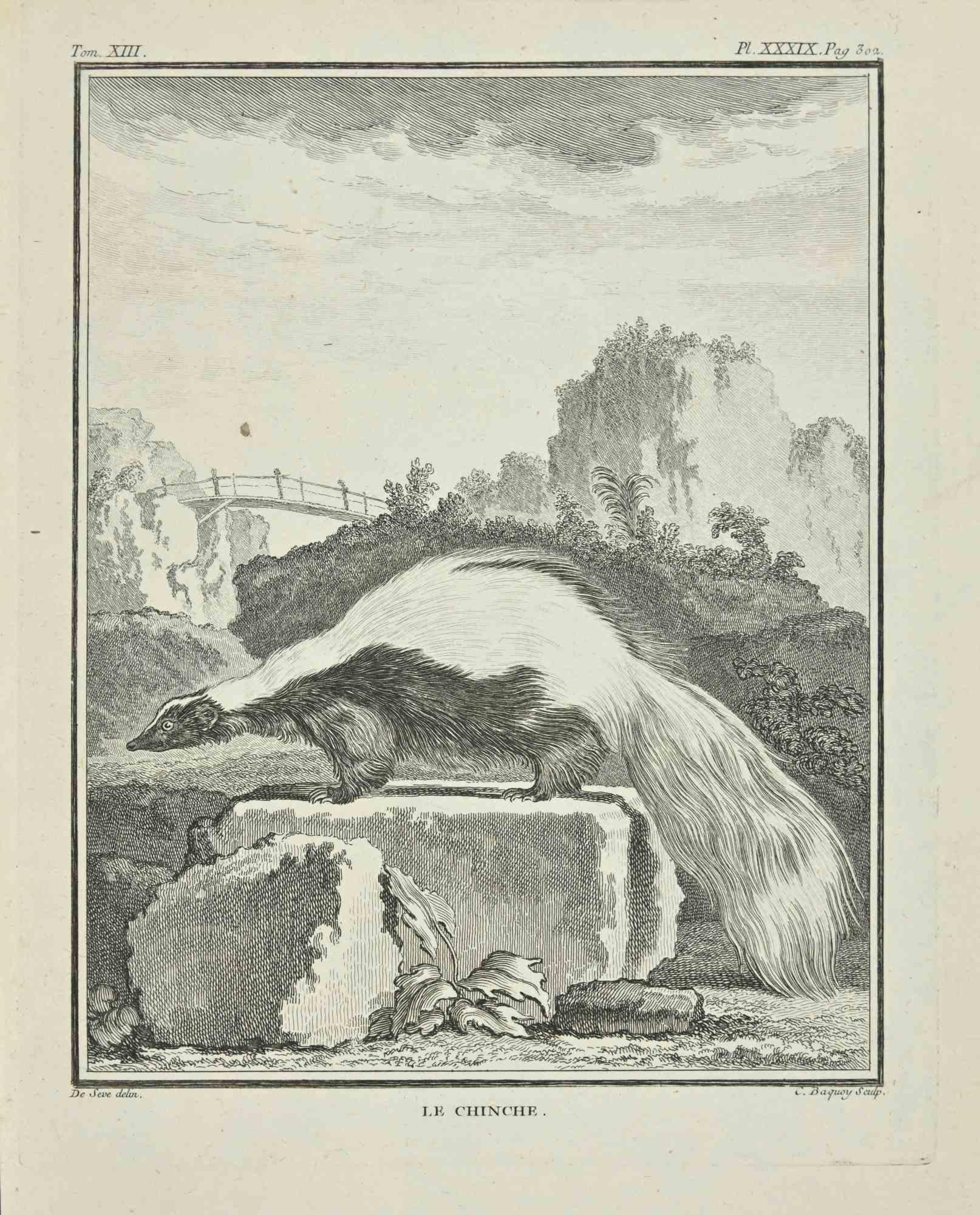 Le Chincher est une gravure réalisée par Jean Charles Baquoy en 1771.

Il appartient à la suite "Histoire Naturelle de Buffon".

La signature de l'Artistics est gravée en bas à droite.

Bonnes conditions.