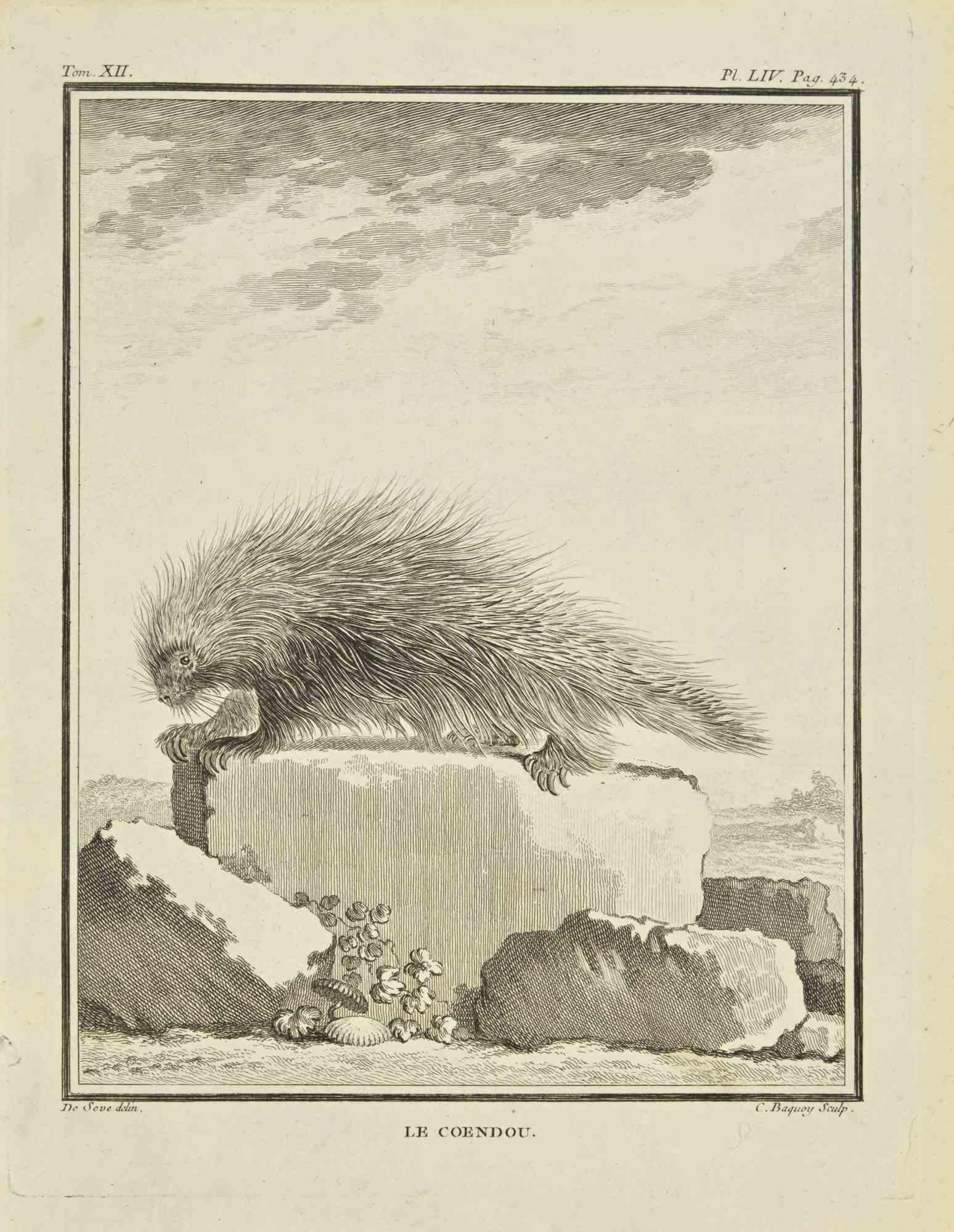 Le Coendou est une eau-forte réalisée par Jean Charles Baquoy en 1771.

Il appartient à la suite "Histoire Naturelle de Buffon".

La signature de l'Artistics est gravée en bas à droite.

Bonnes conditions