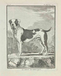 Le Dogue de Forte Race – Radierung  Jean Charles Baquoy – 1771
