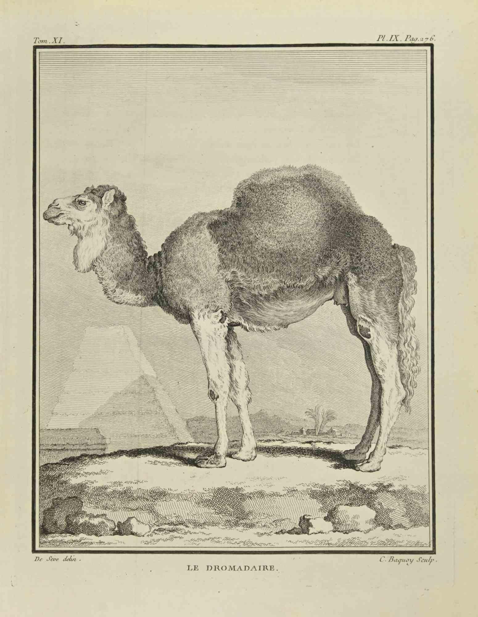 Le Dromadaire is an etching realized by Jean Charles Baquoy in 1771.

It belongs to the suite "Histoire Naturelle de Buffon".

The Artist's signature is engraved lower right.

Good conditions.