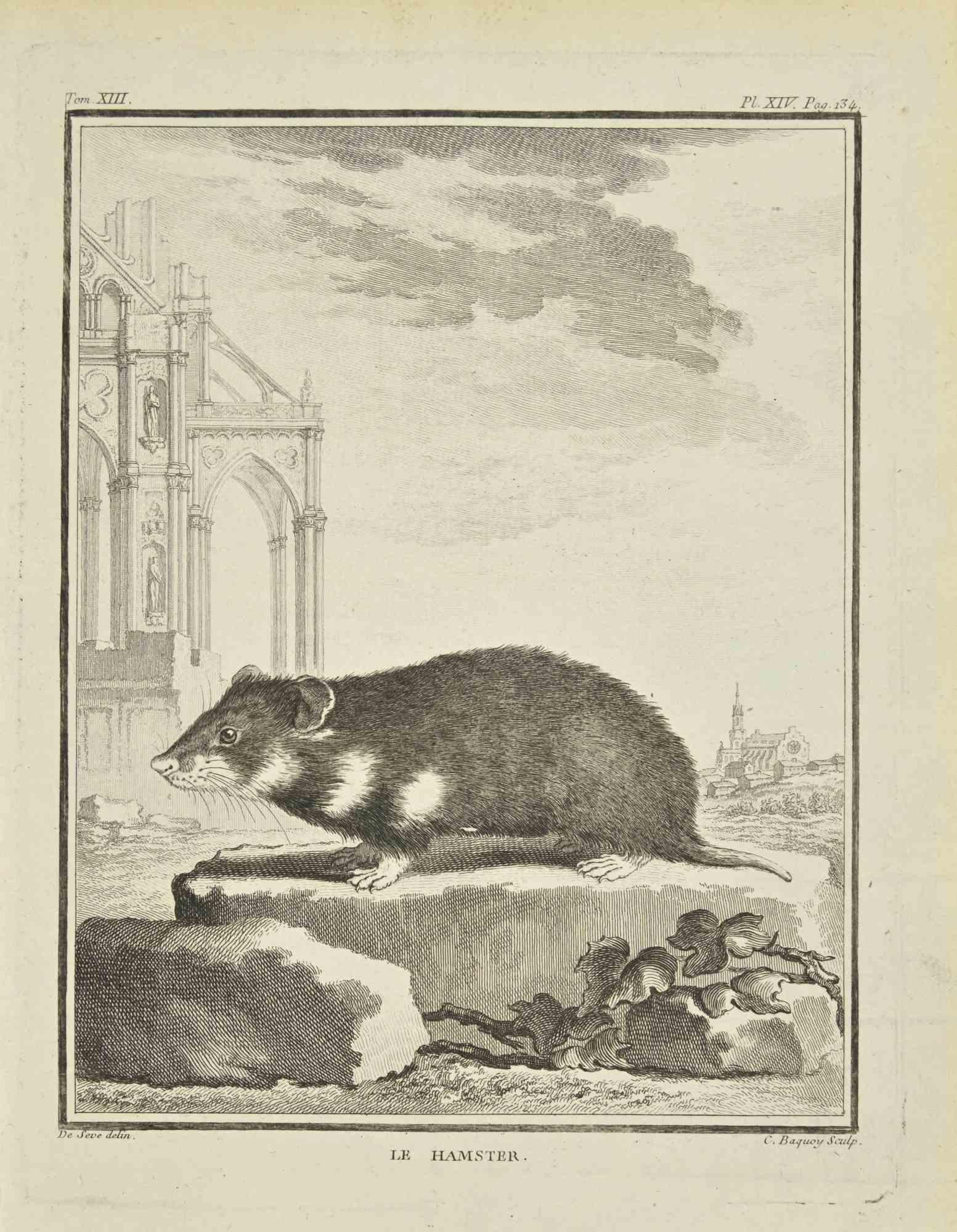 Le Hamster – Radierung von Jean Charles Baquoy – 1771