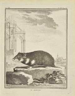 Le Hamster - Etching by Jean Charles Baquoy - 1771