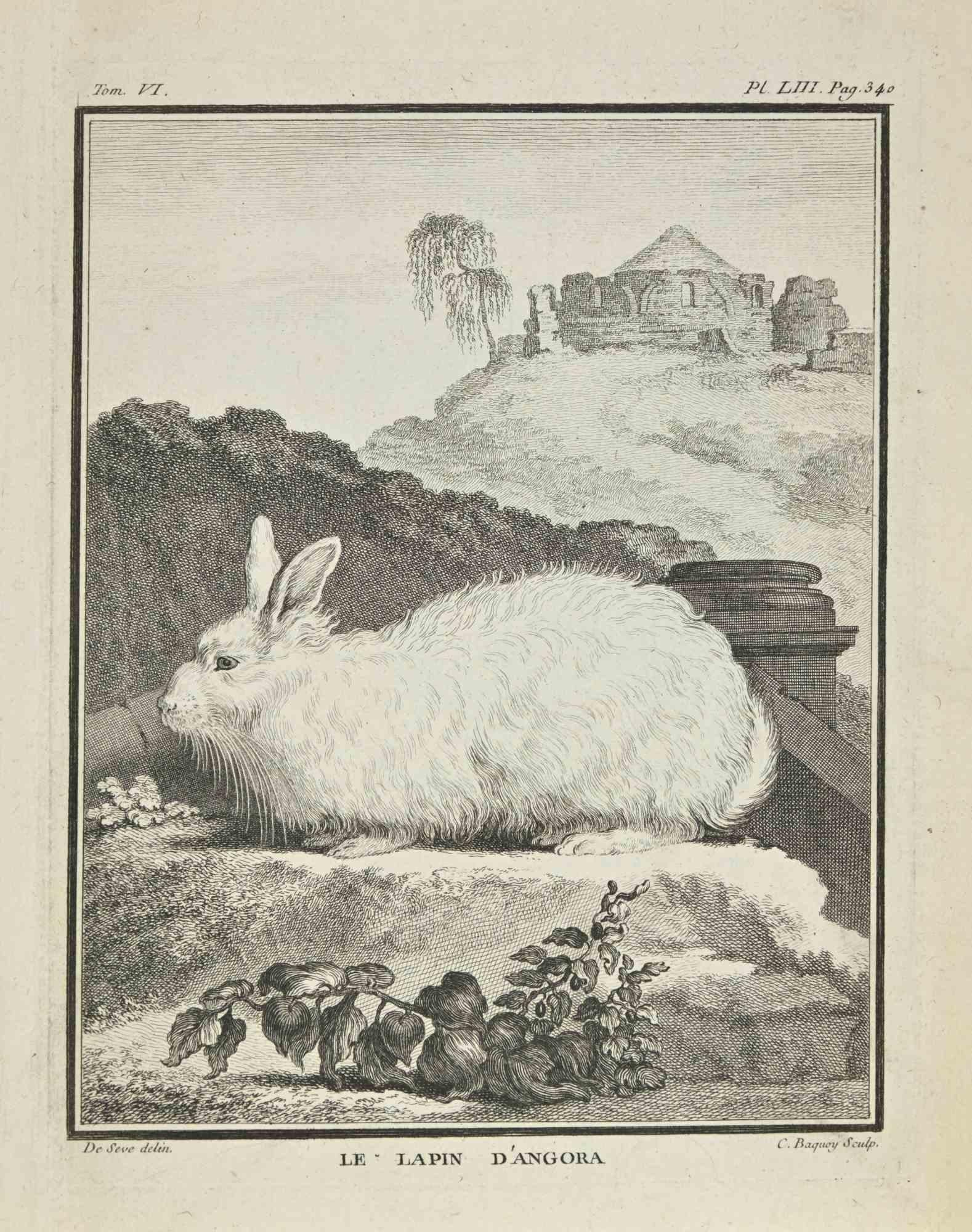 Le Lapin D'Angora - Etching  by Jean Charles Baquoy - 1771