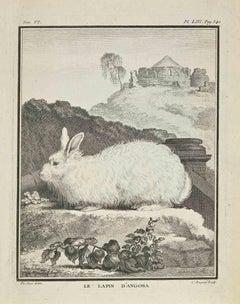 Le Lapin D'Angora – Radierung  Jean Charles Baquoy – 1771