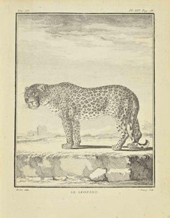 Le Leopard - Etching by Jean Charles Baquoy - 1771