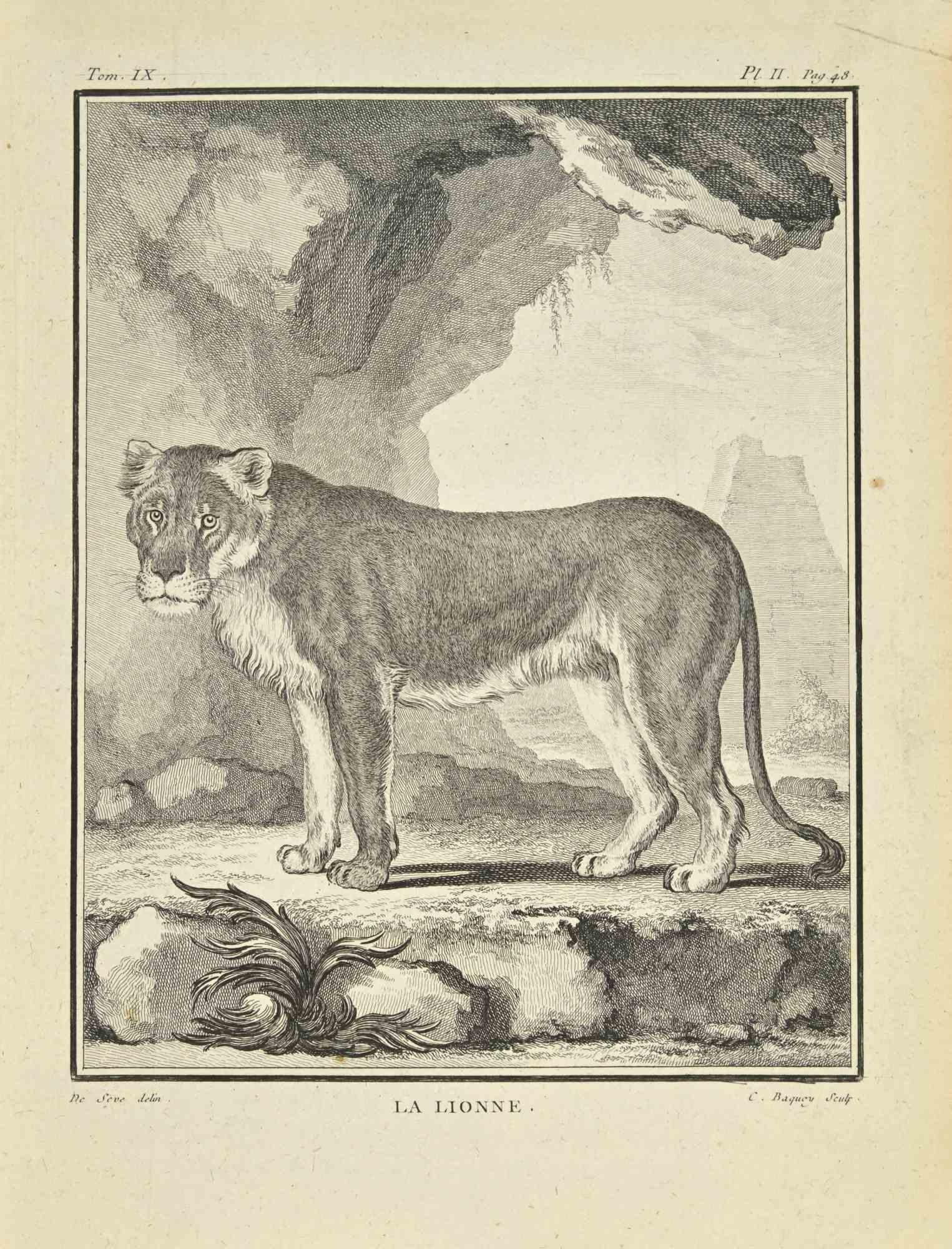Le Lionee ist eine Radierung von Jean Charles Baquoy aus dem Jahr 1771.

Das Kunstwerk gehört zu der Suite "Histoire naturelle, générale et particulière avec la description du Cabinet du Roi". Paris: Imprimerie Royale, 1749-1771. Es gehört zu der