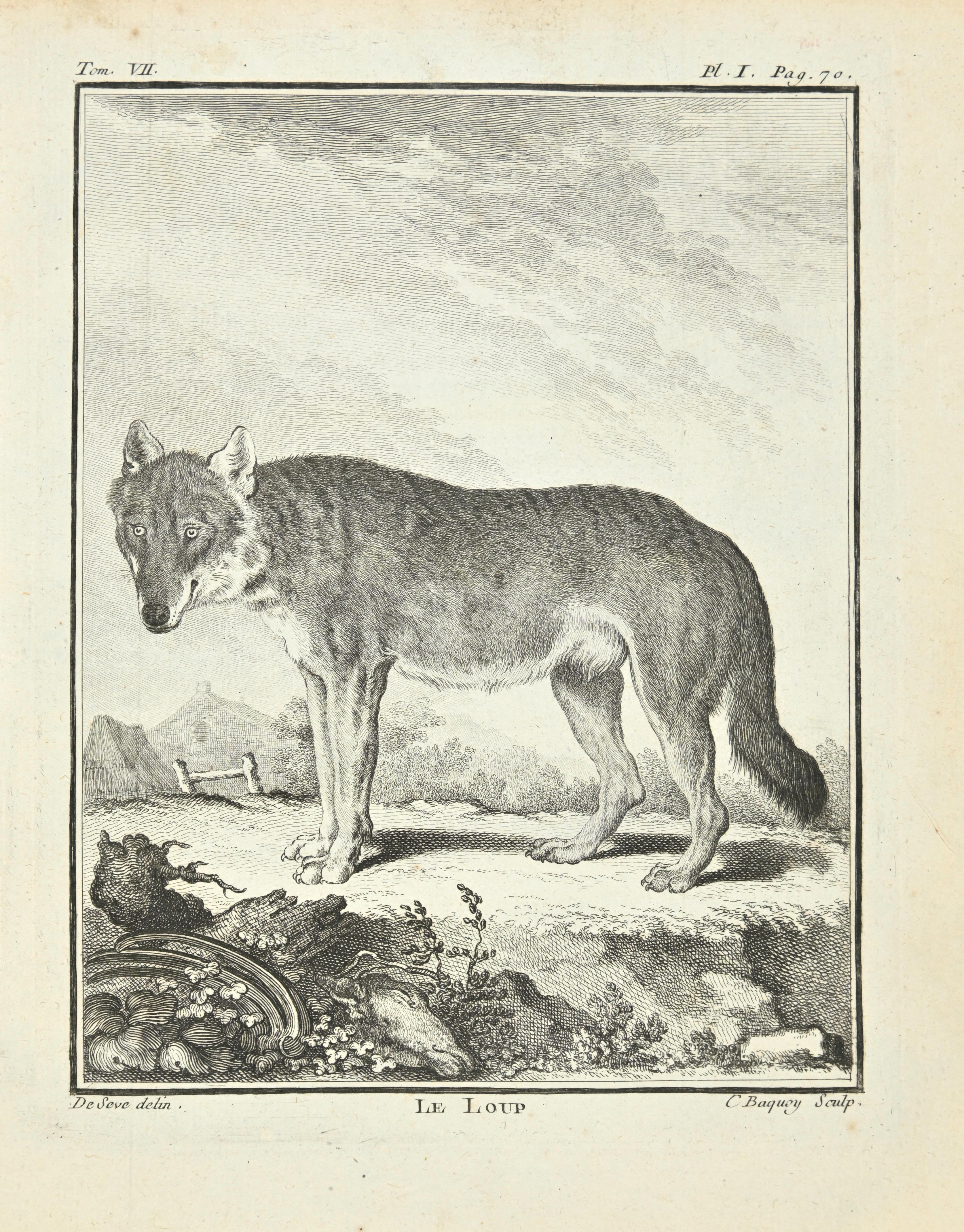 Le Loup est une eau-forte réalisée par Jean Charles Baquoy en 1771.

Il appartient à la suite "Histoire Naturelle de Buffon".

La signature de l'Artistics est gravée en bas à droite.

Bonnes conditions.