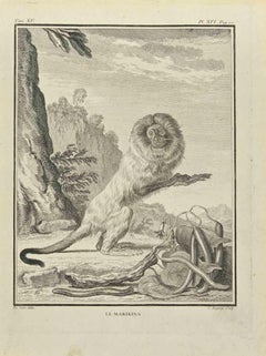 Le Marikina - Gravure de Jean Charles Baquoy - 1771