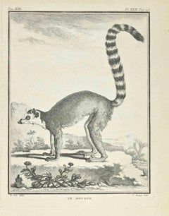 Le Mococo - Etching by Jean Charles Baquoy - 1771