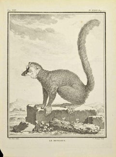 Gravure « Le Mongous » de Jean Charles Baquoy, 1771