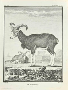 Le Moufflon - Etching by Jean Charles Baquoy - 1771