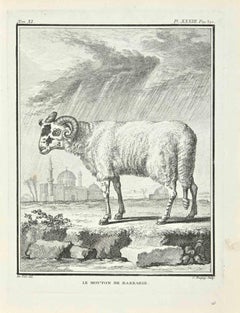 Le Mouton de Barbarie – Radierung von Jean Charles Baquoy – 1771