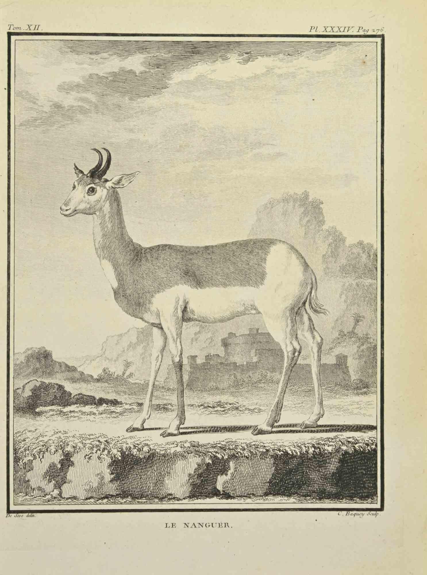 Le Naguer is an etching realized by Pierre Charles Baquoy in 1771.

It belongs to the suite "Histoire naturelle, générale et particulière avec la description du Cabinet du Roi".


Pierre Charles Baquoy (27 July 1759 – 4 February 1829) was a French