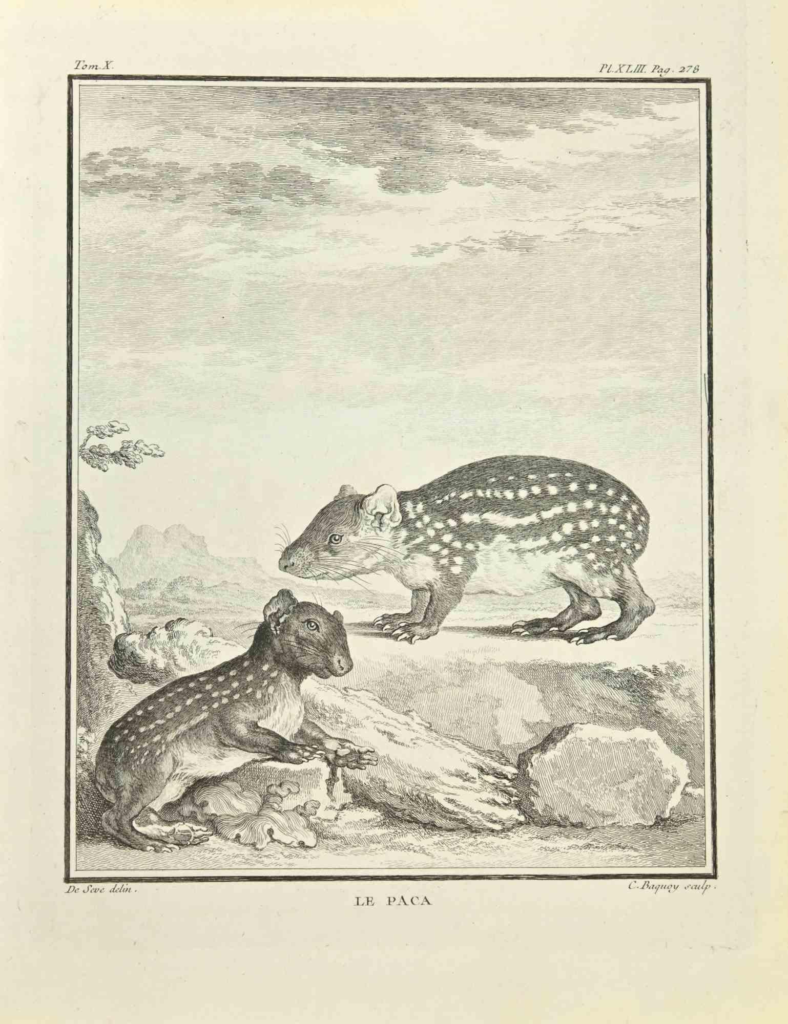 Le Paca is an etching realized by Jean Charles Baquoy in 1771.

It belongs to the suite "Histoire Naturelle de Buffon".

The Artist's signature is engraved lower right.

Good conditions.