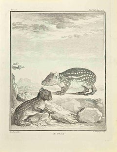 Le Paca - Etching by Jean Charles Baquoy - 1771