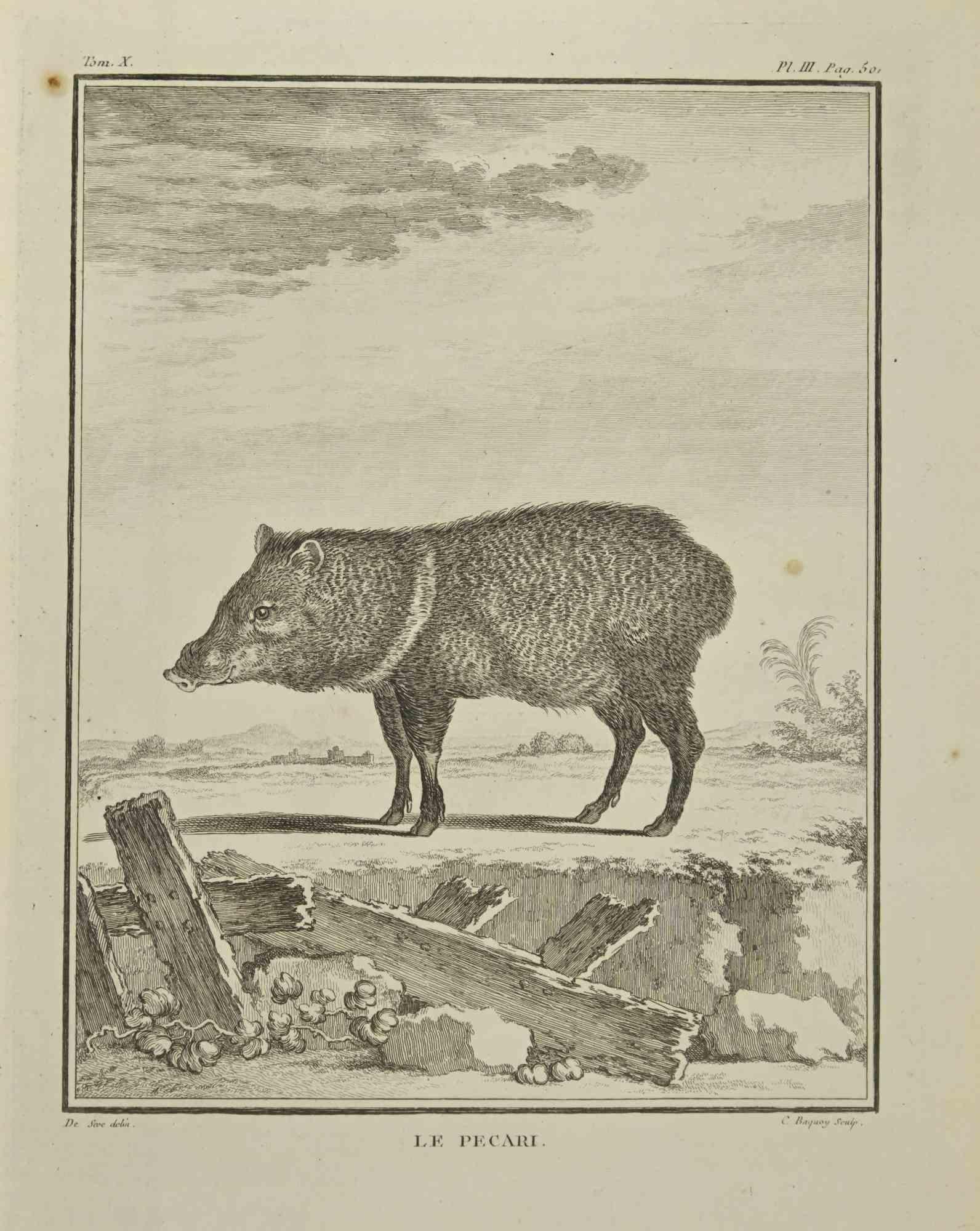 Le Pecari ist eine Radierung von Jean Charles Baquoy aus dem Jahr 1771.

Es gehört zu der Reihe "Histoire Naturelle de Buffon".

Die Signatur des Künstlers ist unten rechts eingraviert.

Gute Bedingungen.