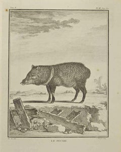 Le Pecari - Etching by Jean Charles Baquoy - 1771