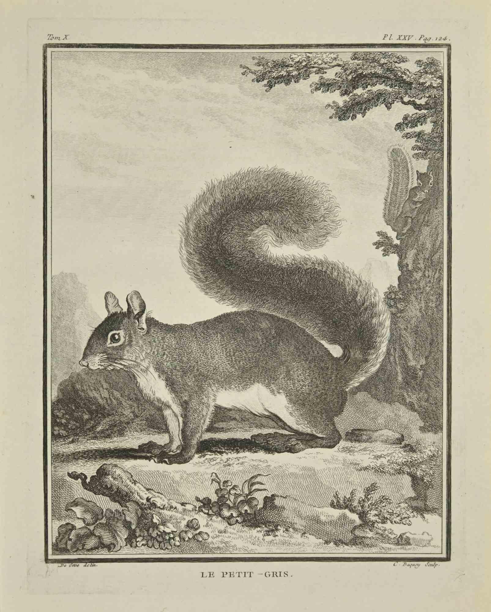 Le Petit is an etching realized by Jean Charles Baquoy in 1771.

It belongs to the suite "Histoire Naturelle de Buffon".

The Artist's signature is engraved lower right.

Good conditions.