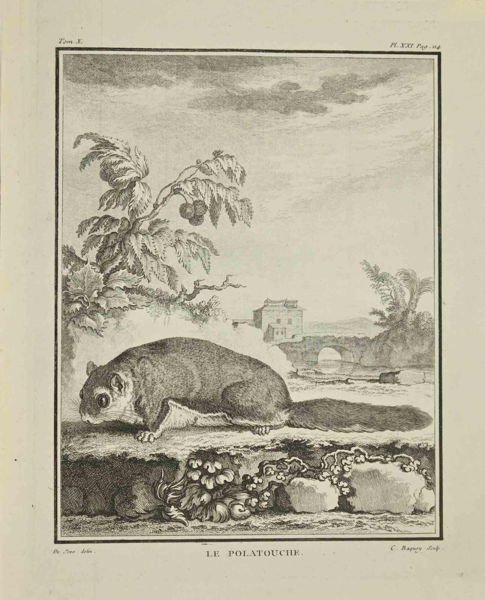 Le Polatouche is an etching realized by Jean Charles Baquoy in 1771.

It belongs to the suite "Histoire Naturelle de Buffon".

The Artist's signature is engraved lower right.

Good conditions.
