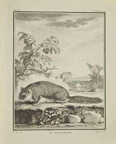 Le Polatouche - Etching by Jean Charles Baquoy - 1771