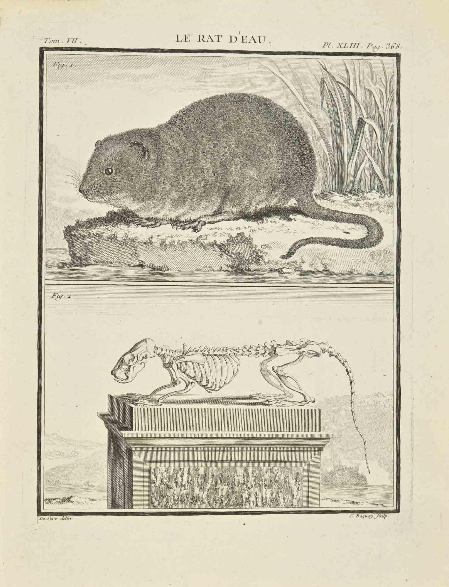 Le Rat D'Eau est une eau-forte réalisée par Jean Charles Baquoy en 1771.

Il appartient à la suite "Histoire Naturelle de Buffon".

La signature de l'Artistics est gravée en bas à droite.

Bonnes conditions.