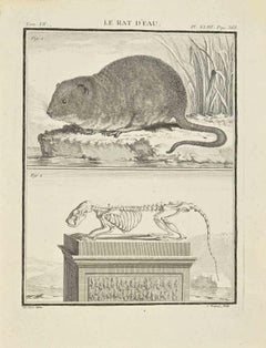 Antique Le Rat D'Eau - Etching by Jean Charles Baquoy - 1771