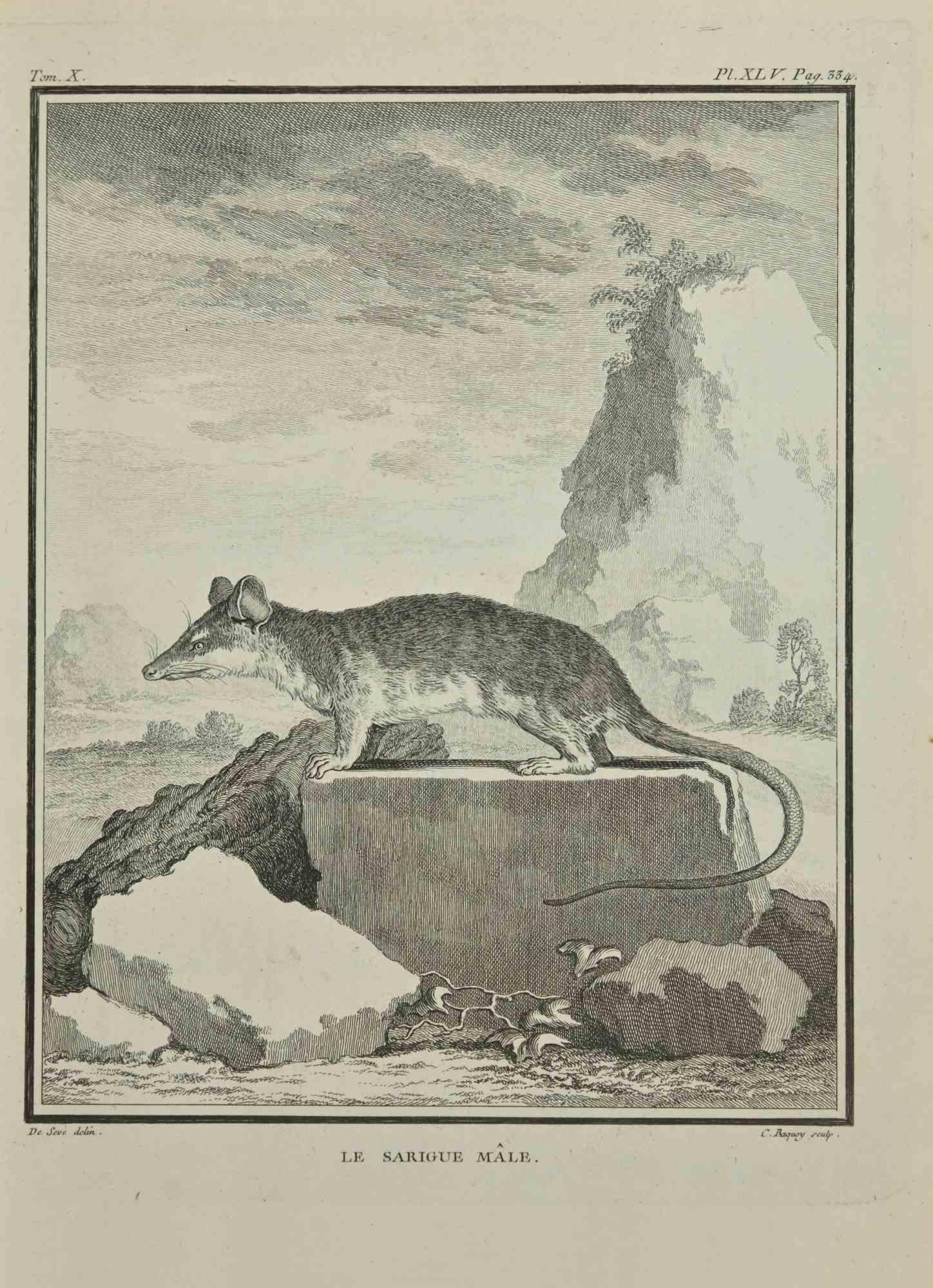 Le Sarigue is an etching realized by Jean Charles Baquoy in 1771.

It belongs to the suite "Histoire Naturelle de Buffon".

The Artist's signature is engraved lower right.

Good conditions.