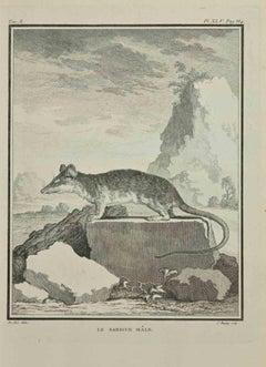 Le Sarigue - Etching by Jean Charles Baquoy - 1771