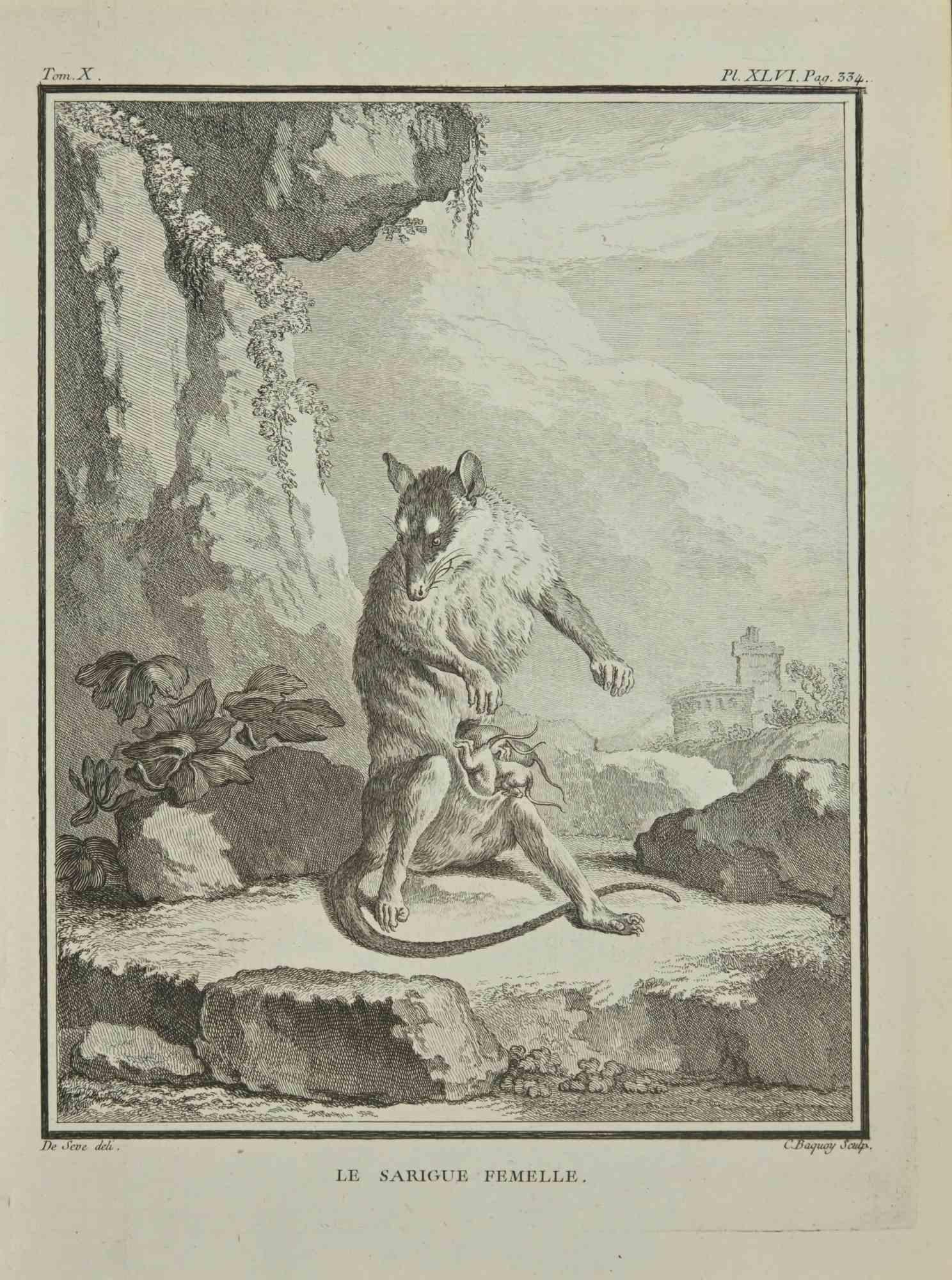 Le Sarigue - Etching by Jean Charles Baquoy - 1771