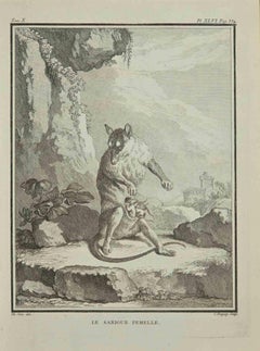 Le Sarigue – Radierung von Jean Charles Baquoy – 1771