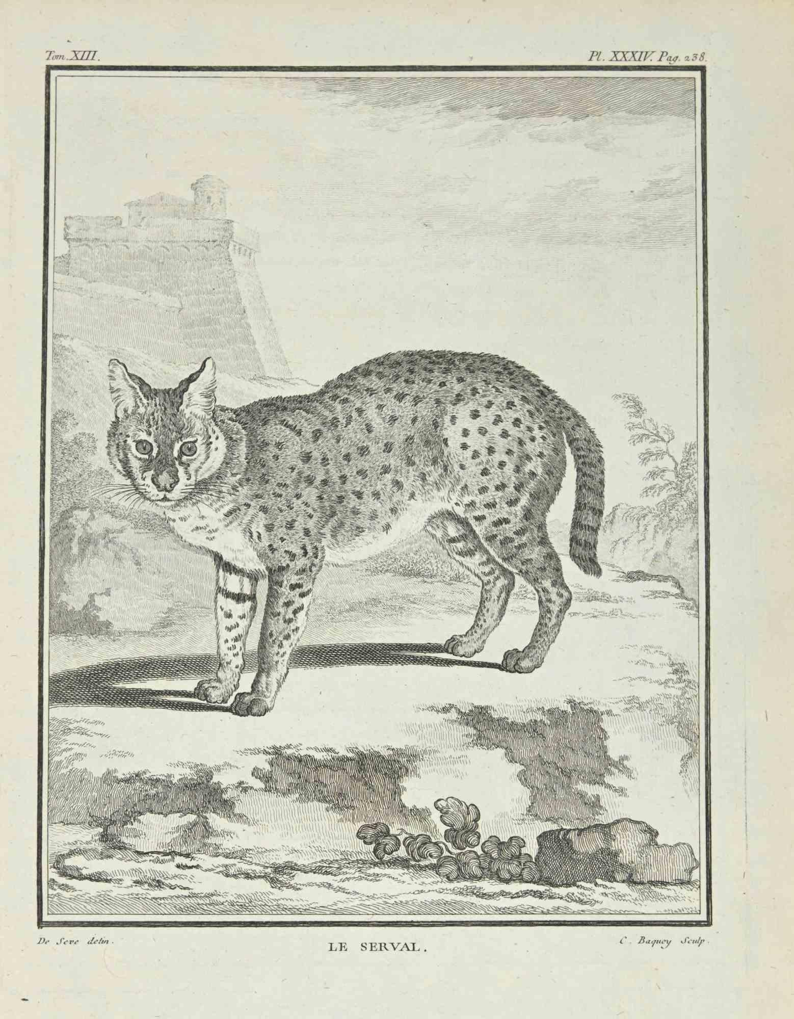 Le Serval - Etching by Jean Charles Baquoy - 1771
