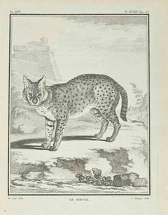 Le Serval – Radierung von Jean Charles Baquoy – 1771